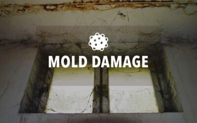 Water Removal Mankato MN – tips to handle mold & water damage