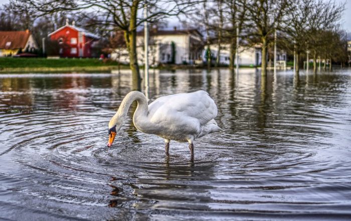 Swan standing in flooded street