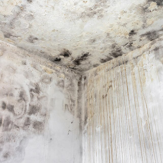 Mold Remediation