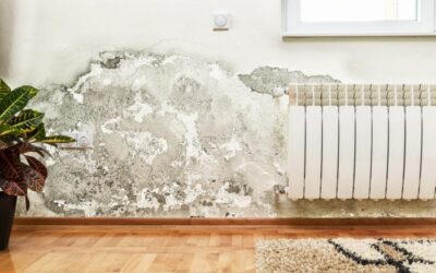 What are the Differences Between Mold & Mildew