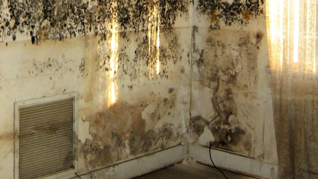 Mold Remediation need for Walls Mold Remediation need for Walls